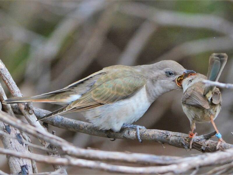 Horsfield's Bronze-Cuckoo, 照片 4