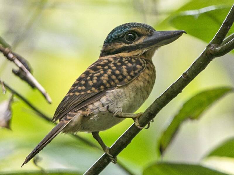 Hook-billed Kingfisher