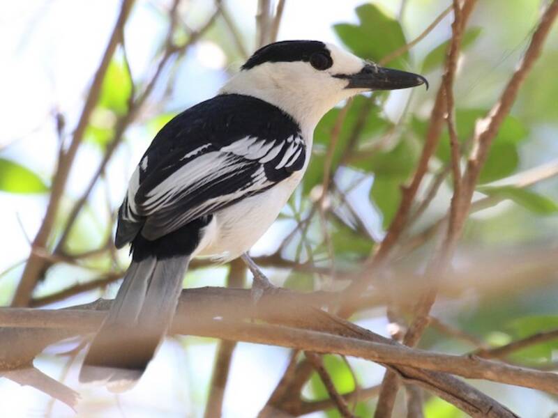 Hook-billed Vanga