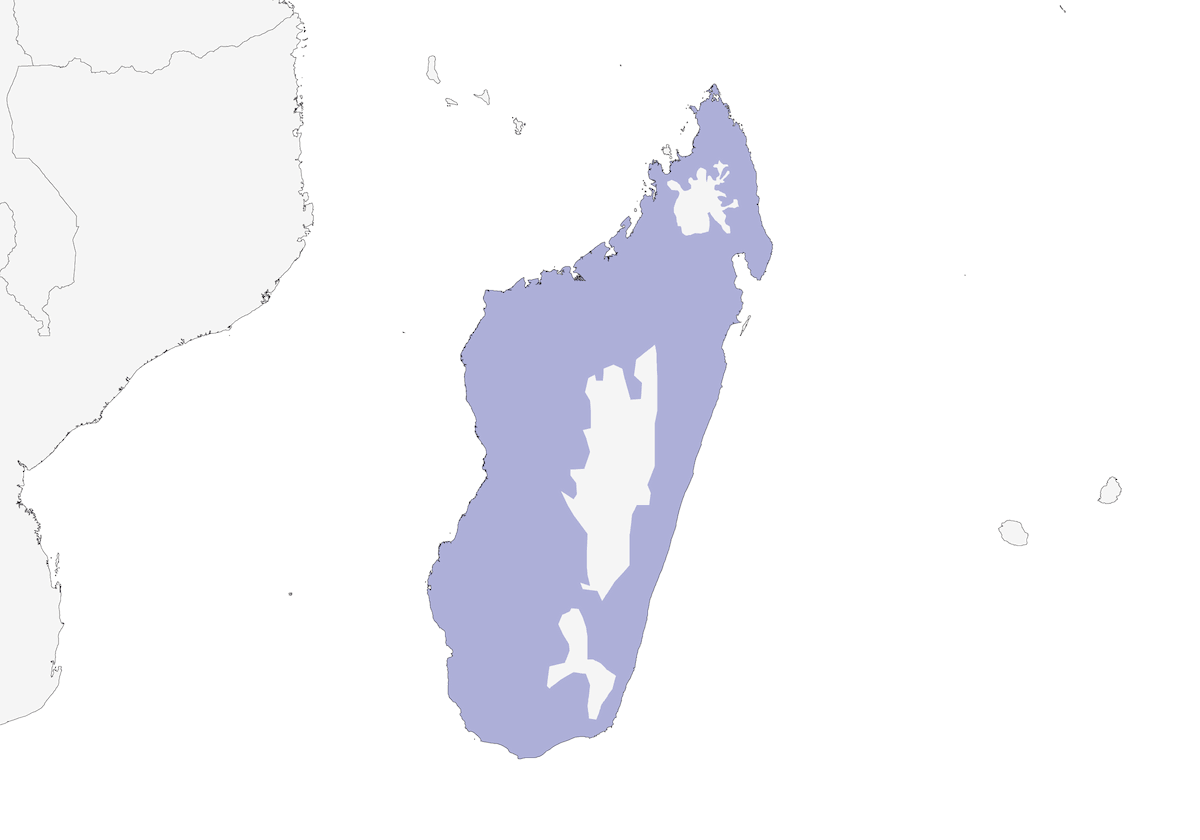 Vanga écorcheur, Distribution 1