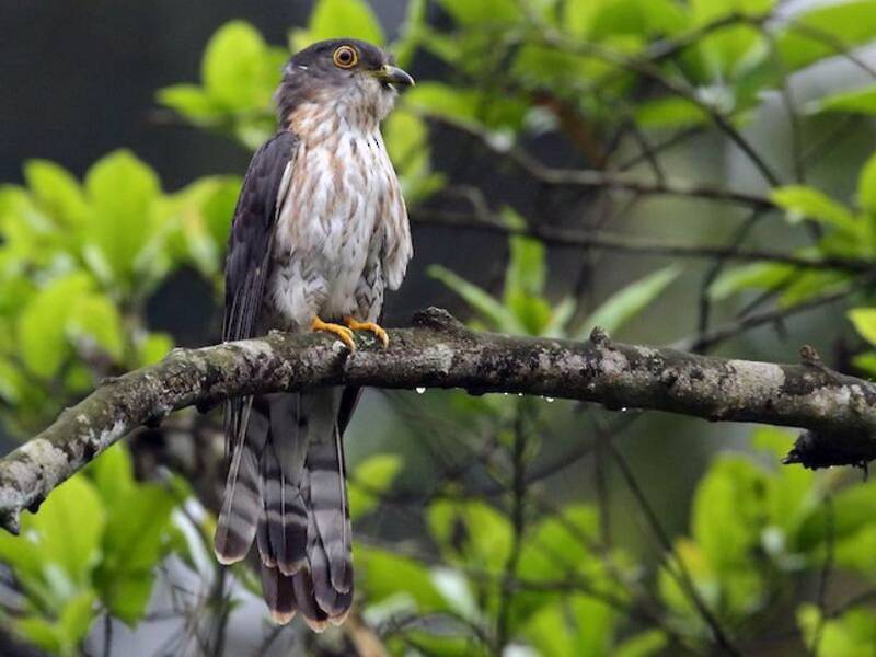 Cuculo sparviere di Hodgson, Foto 4