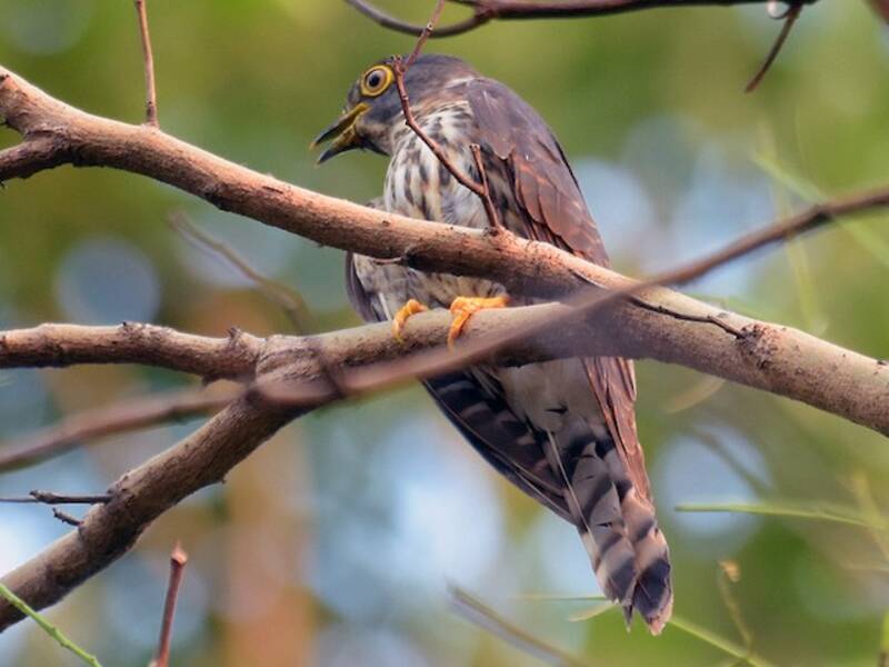 Cuculo sparviere di Hodgson, Foto 2