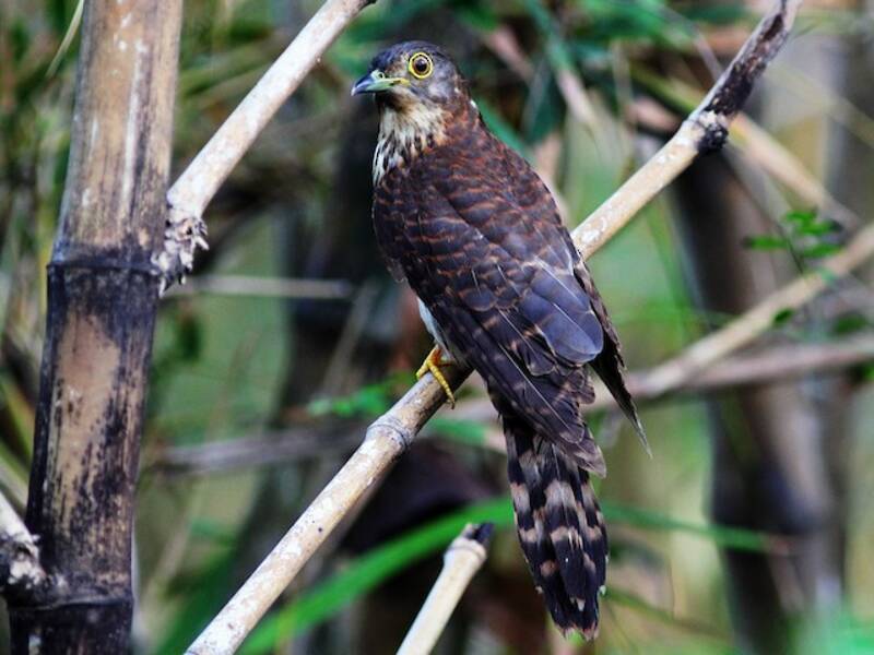 Cuculo sparviere di Hodgson, Foto 3