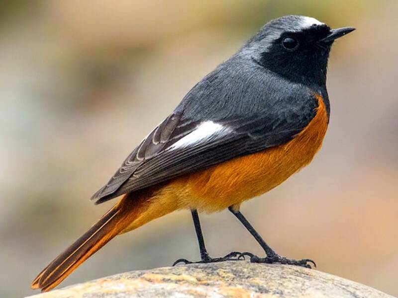 Hodgson's Redstart