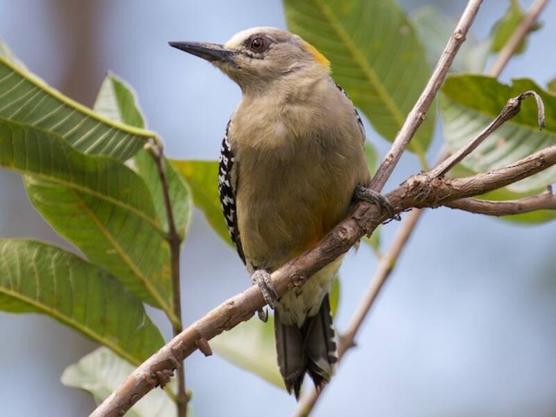 Picchio di Hoffmann, Foto 3