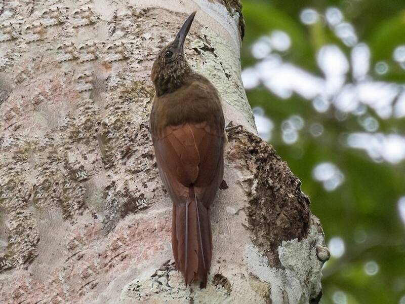 Hoffmanns's Woodcreeper, Photos 4