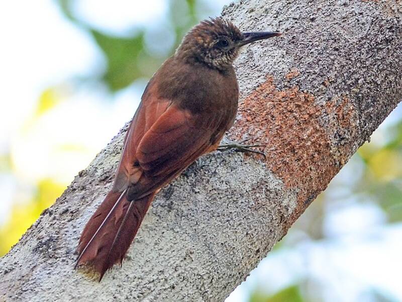 Hoffmanns's Woodcreeper, Photos 3