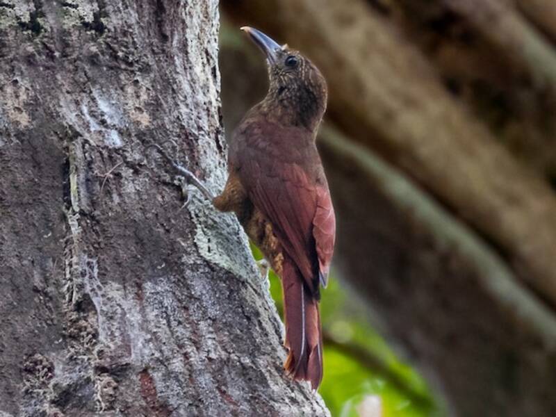 Hoffmanns's Woodcreeper, Photos 2