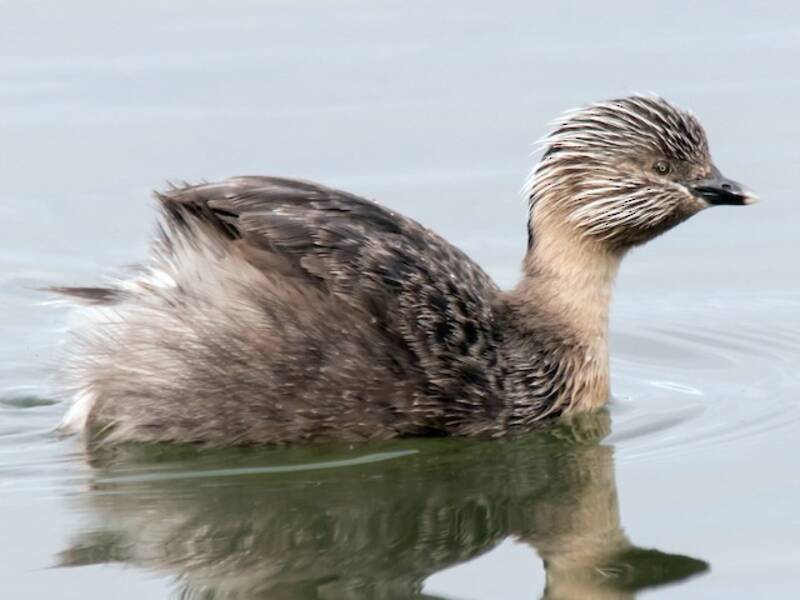 Hoary-headed Grebe, Photos 4