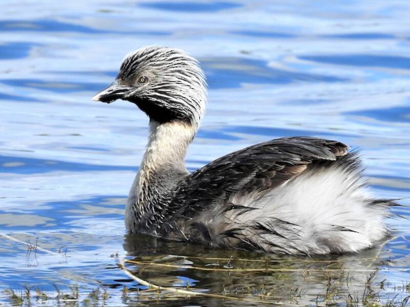 Hoary-headed Grebe, Photos 3