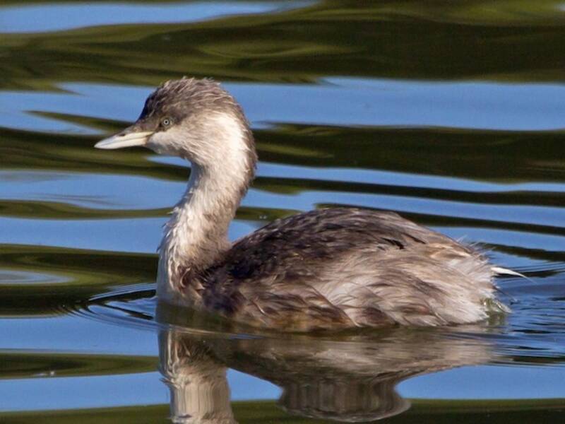 Hoary-headed Grebe, Photos 2