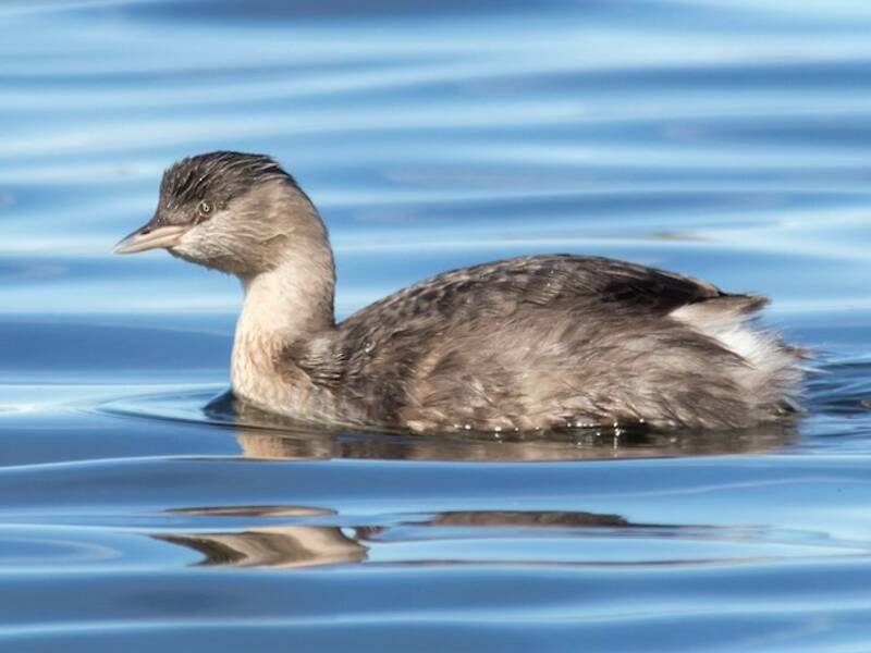 Hoary-headed Grebe, Photos 1