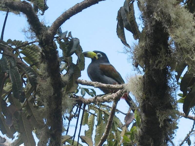Haubentukan, Fotos 4