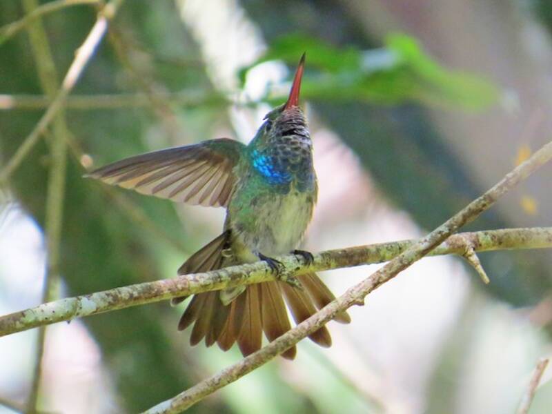 Smeraldo dell'Honduras, Foto 4