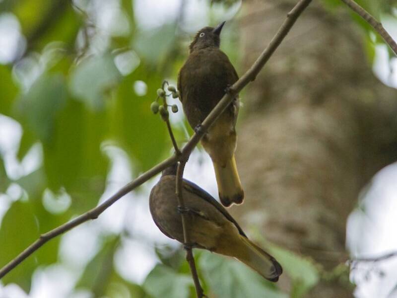 Bulbul indicatore, Foto 4