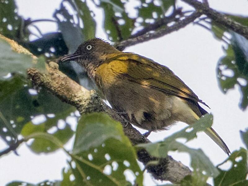 Bulbul indicatore, Foto 3