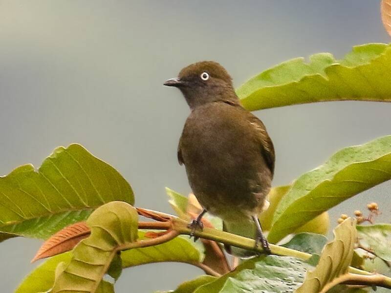 Bulbul indicatore, Foto 2