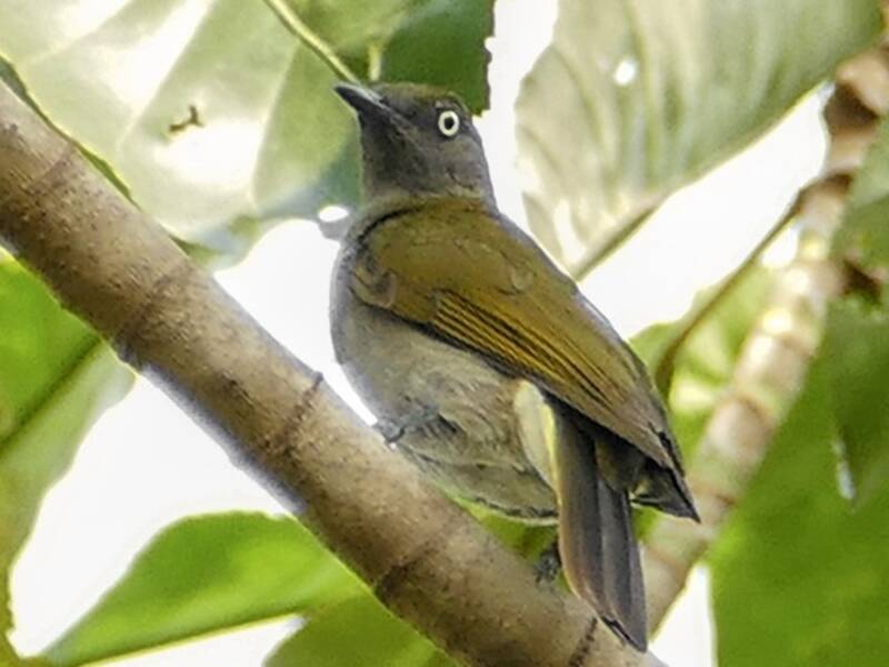 Bulbul indicatore