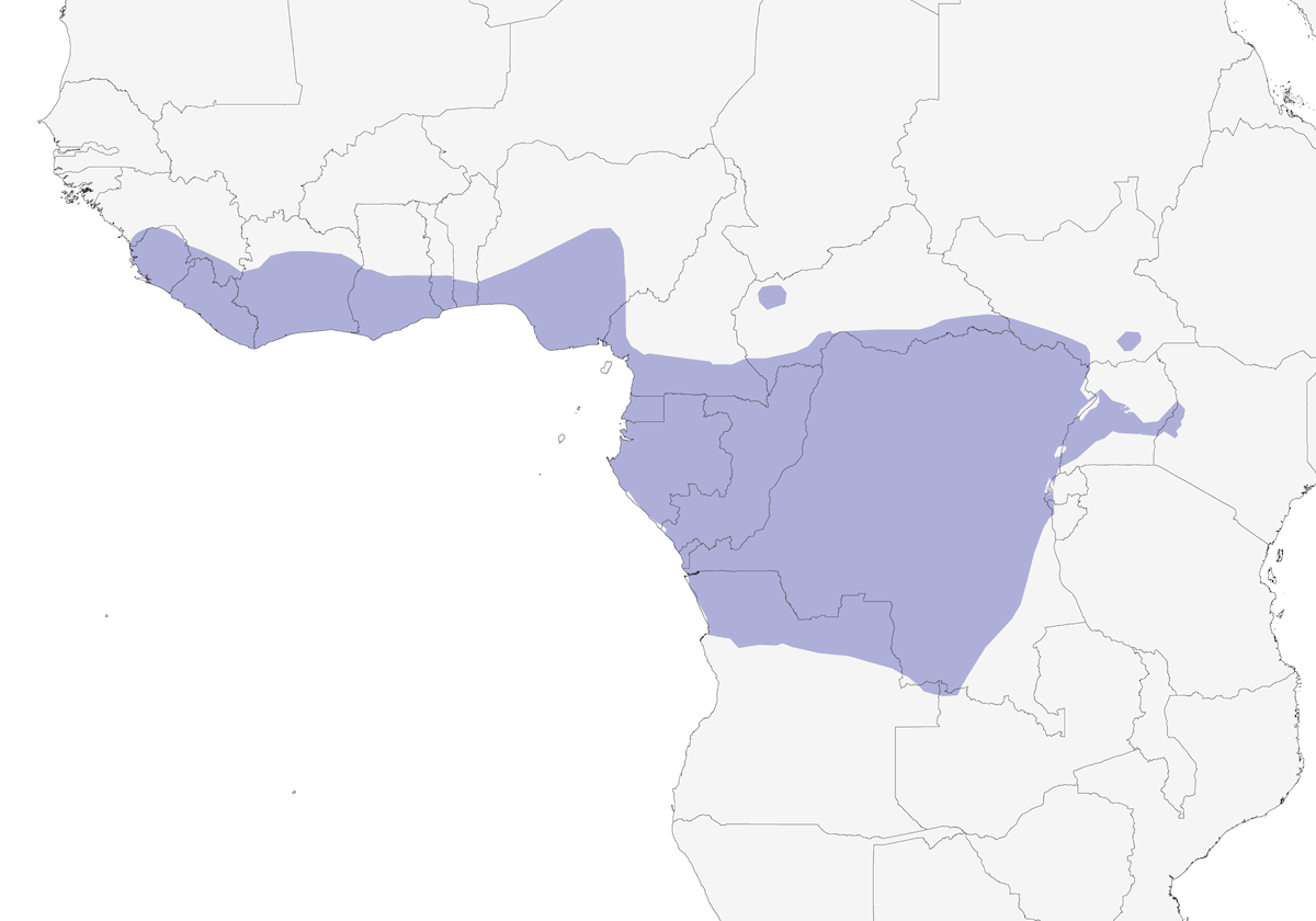 Bulbul indicatore, Distribuzione 1