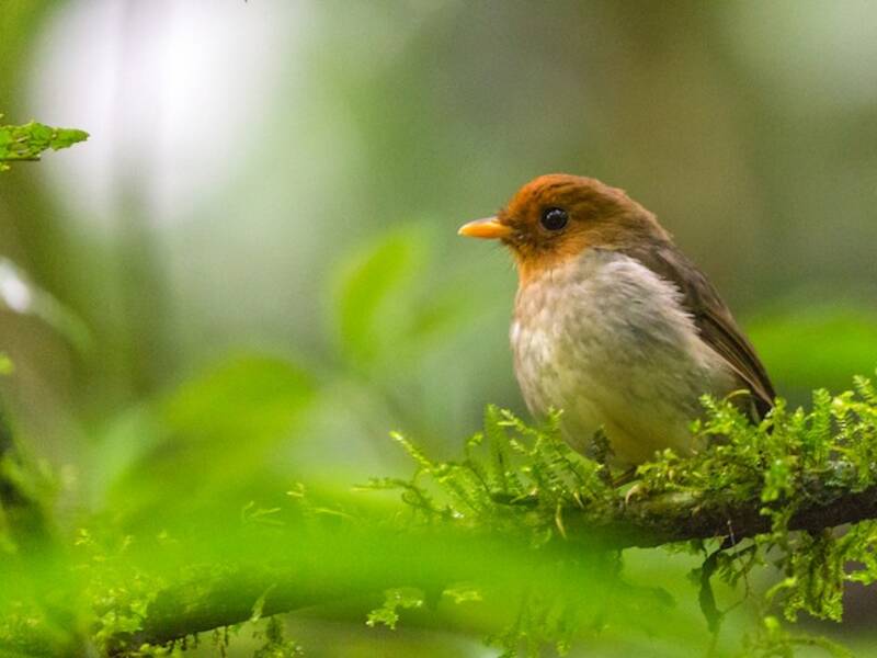Hooded Antpitta