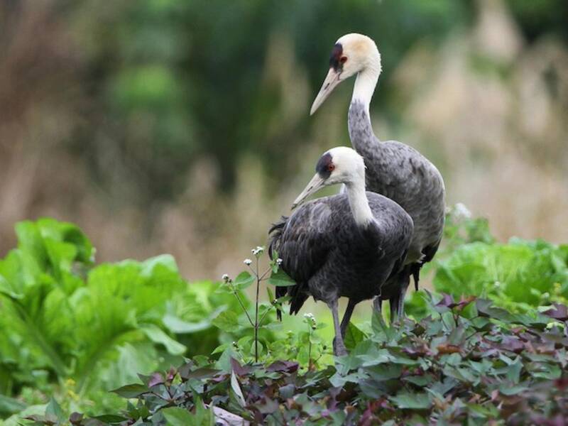 Hooded Crane, Photos 2