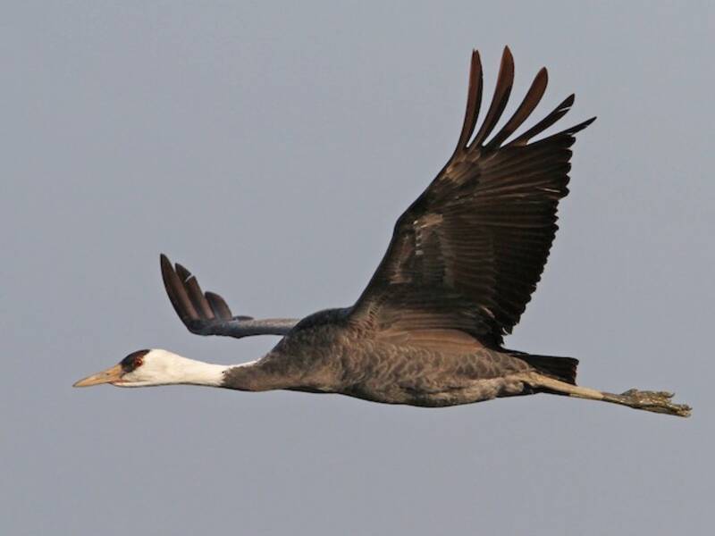 Hooded Crane, Photos 3