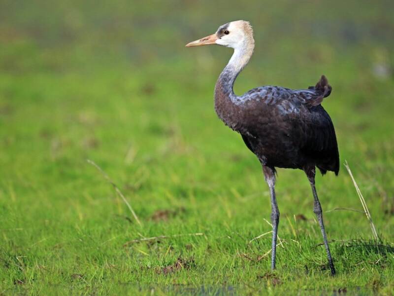 Hooded Crane, Photos 4