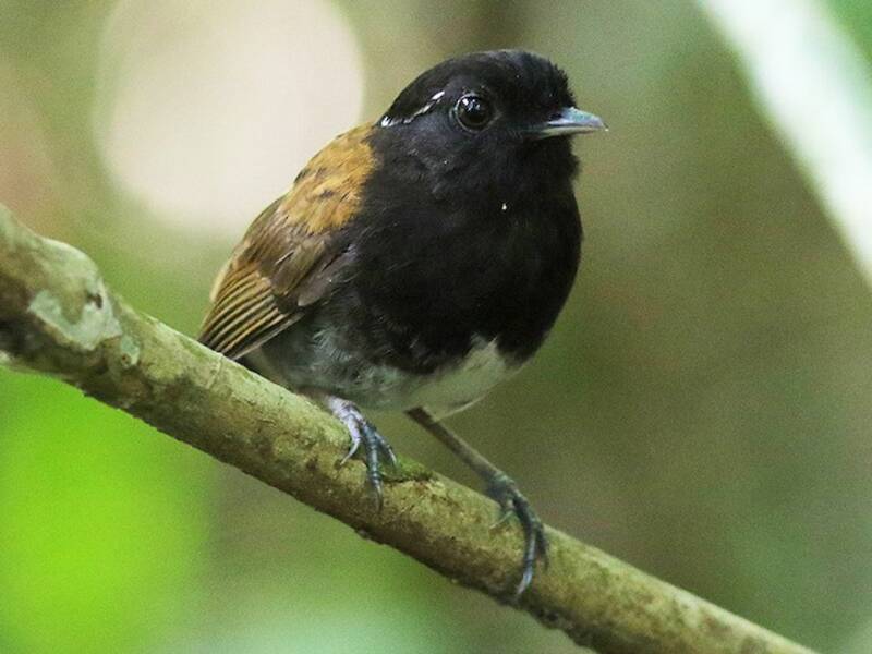 Hooded Gnateater, 照片 4