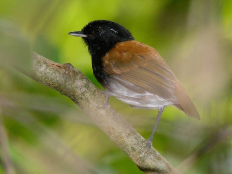 Hooded Gnateater, 照片 3