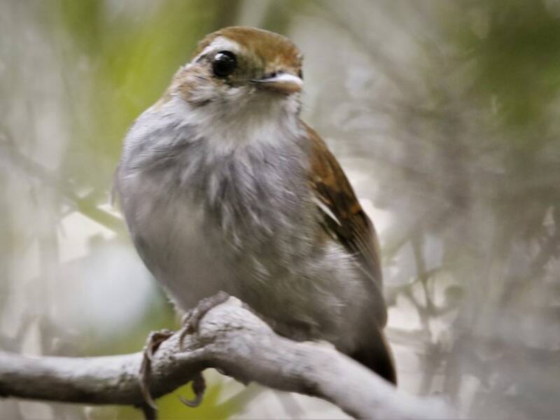 Hooded Gnateater, 照片 2