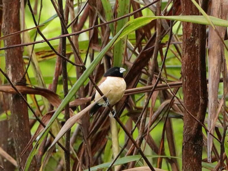 Capuchino encapuchado - Lonchura spectabilis