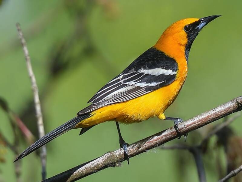 Oriole masqué