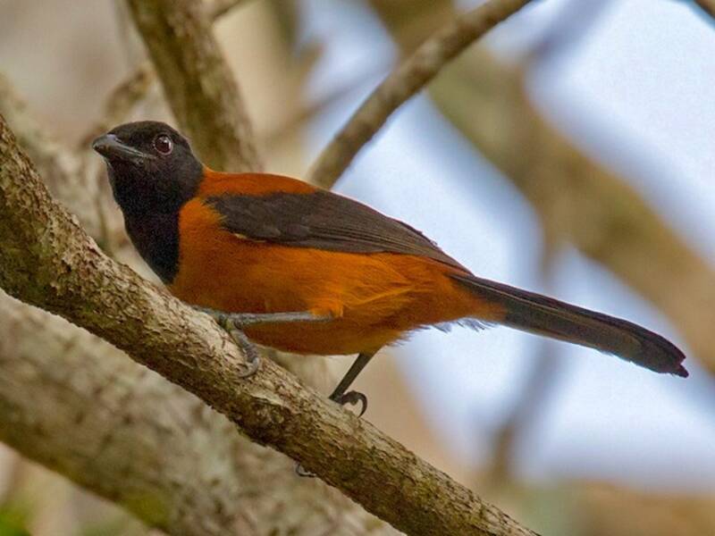 Haubenpitohui, Fotos 3