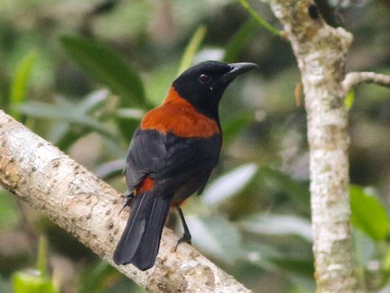 Haubenpitohui, Fotos 4