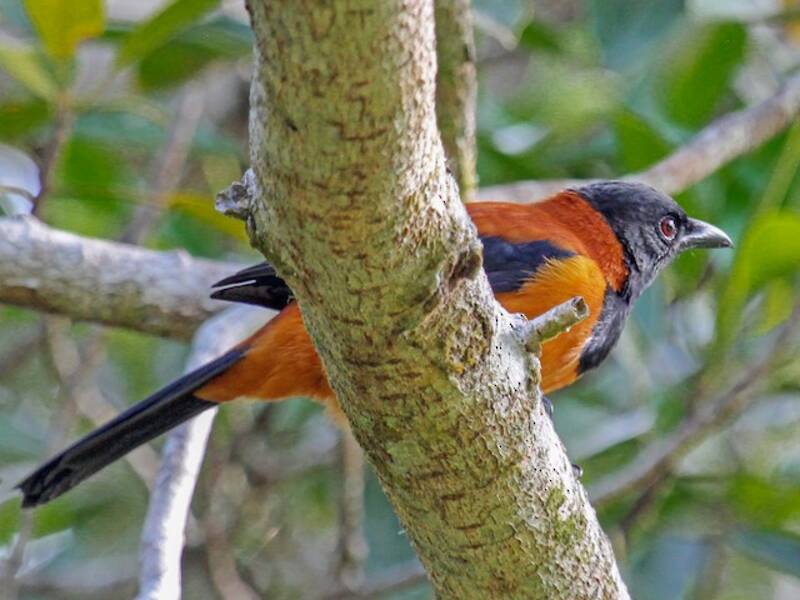 Haubenpitohui