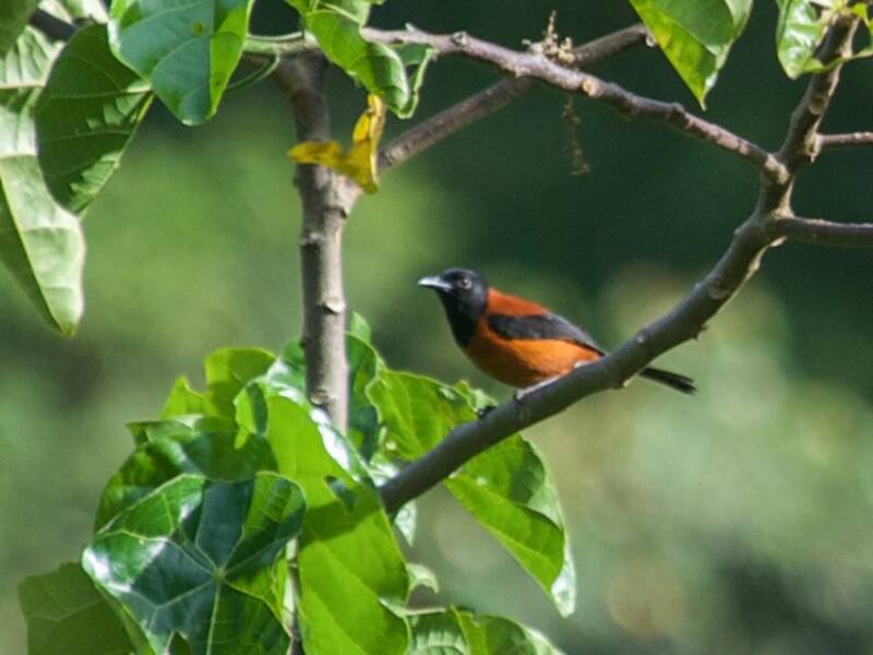 Haubenpitohui, Fotos 2