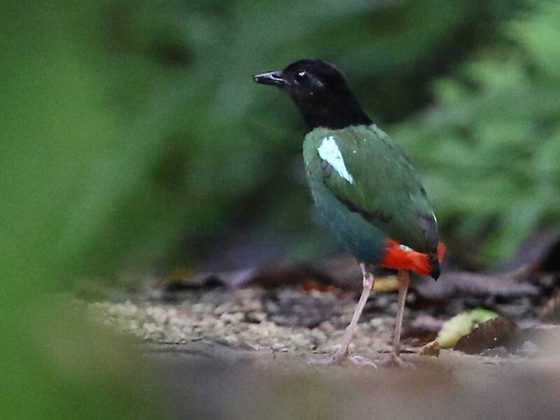 Pitta cappuccio di Biak, Foto 3
