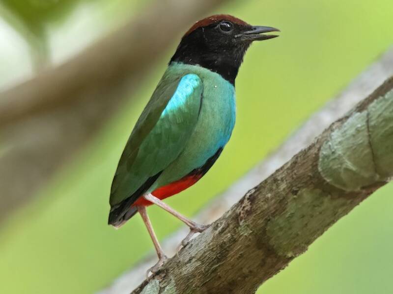 Nicobar Hooded Pitta