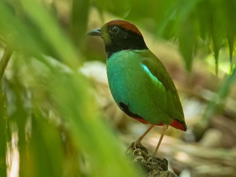 Nicobar Hooded Pitta, Photos 2