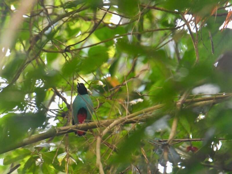 Nicobar Hooded Pitta, Photos 3