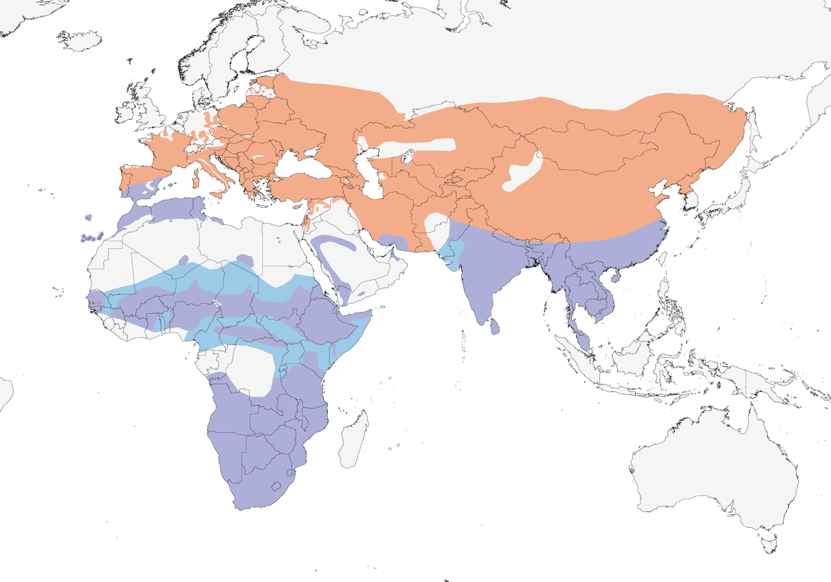Upupa comune, Distribuzione 1