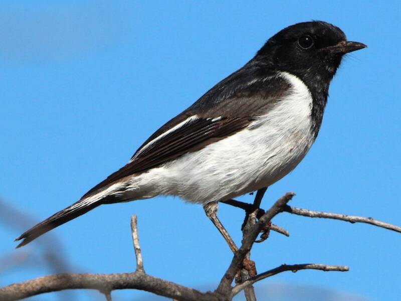 Hooded Robin, Photos 4