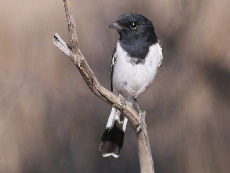 Hooded Robin, Photos 2