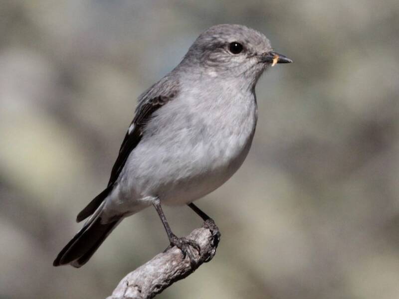 Hooded Robin (Melanodryas cucullata)