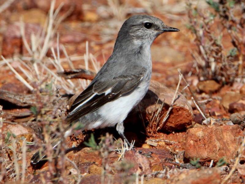 Hooded Robin, Photos 3