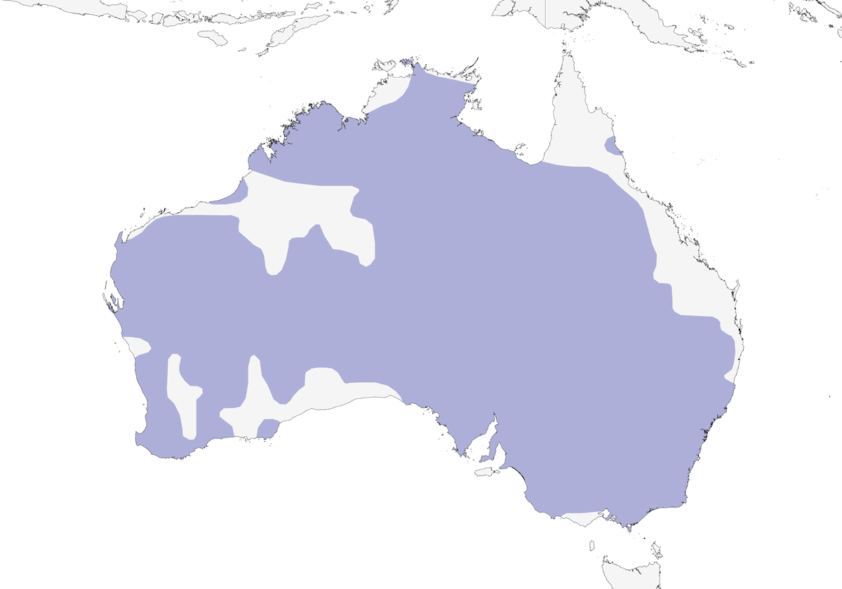 Hooded Robin, Distribution 1