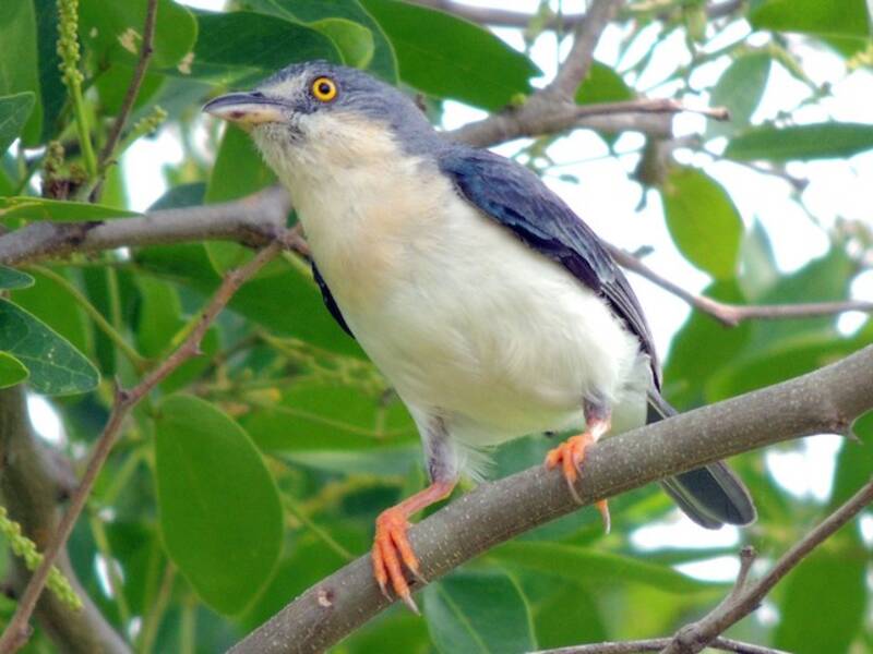 Hooded Tanager