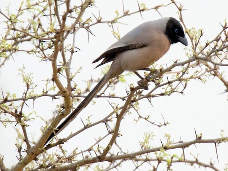 Hooded Treepie