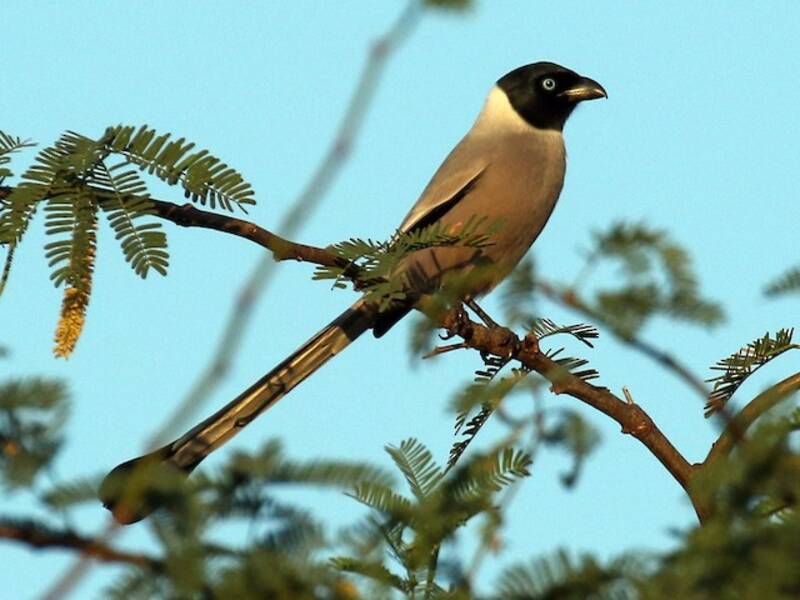 Urraca arbórea encapuchada, Fotos 3