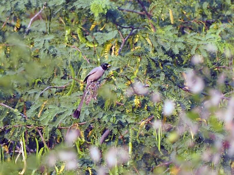 Urraca arbórea encapuchada, Fotos 4